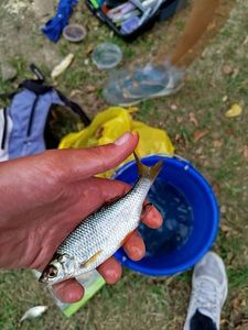 Roach