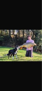 Mirror Carp