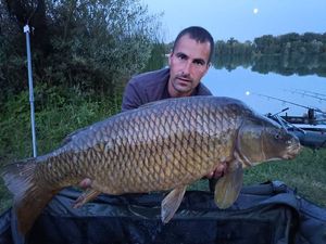 Common Carp