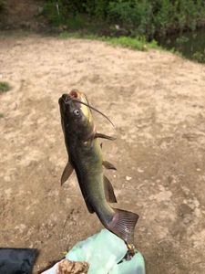 Black Bullhead