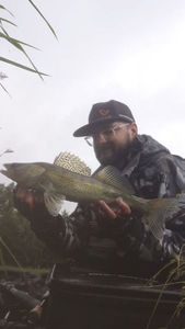 Zander
