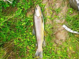 Brown Trout