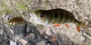 European Perch