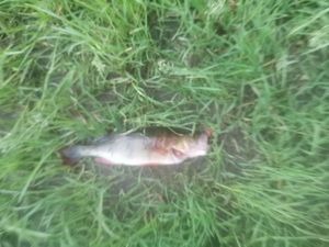 European Perch