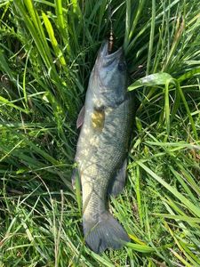 Smallmouth Bass