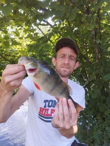 European Perch