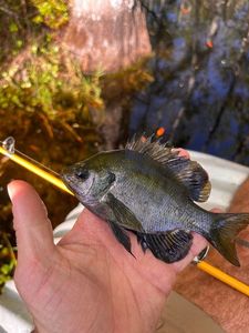 Bluegill
