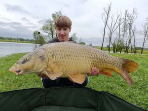 Common Carp