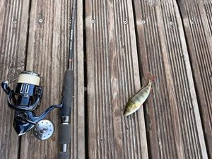 European Perch