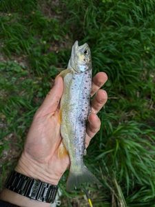 Brown Trout