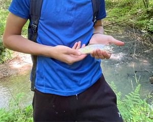Brown Trout