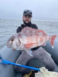 Red Porgy