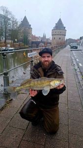 Zander