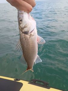 European Bass (Seabass)