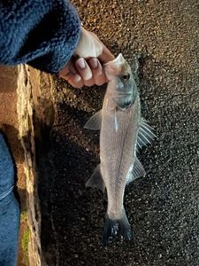 European Bass (Seabass)