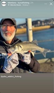 European Bass (Seabass)
