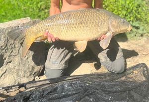 Common Carp