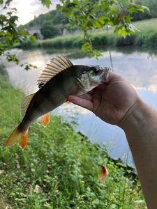 European Perch
