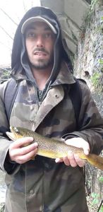 Brown Trout