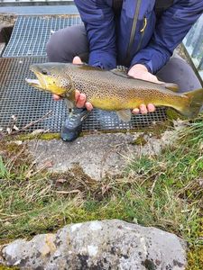 Brown Trout