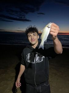 Spotted Seabass