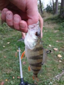 European Perch