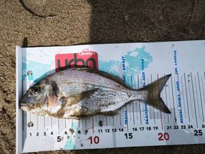 Gilthead Seabream
