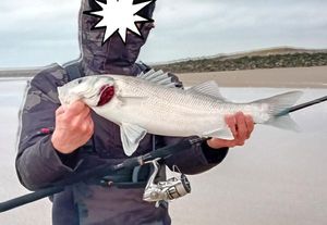 European Bass (Seabass)