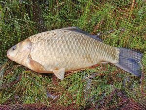 Prussian Carp