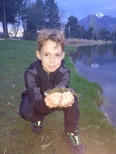 European Perch