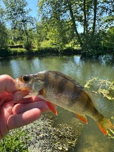 European Perch