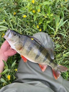 European Perch