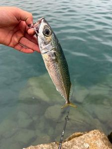 Chub Mackerel