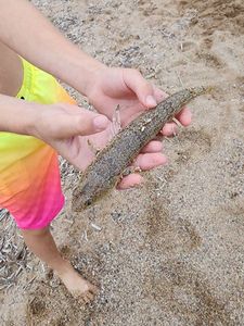 Atlantic Lizardfish