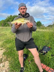 Largemouth Bass