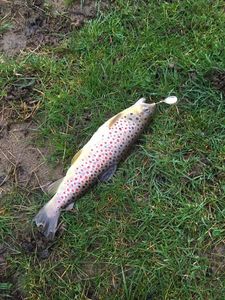 Brown Trout