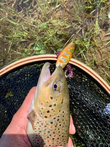 Brown Trout