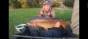 Common Carp