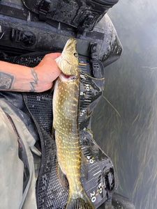 Northern Pike