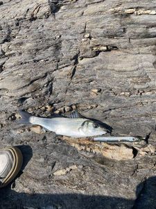 European Bass (Seabass)