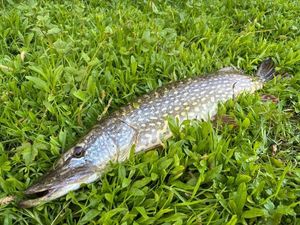 Northern Pike