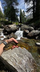 Brown Trout
