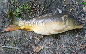 Mirror Carp