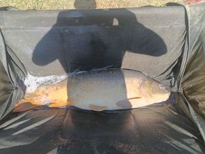 Mirror Carp