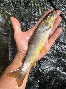Brown Trout