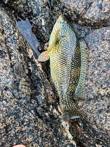 Ballan Wrasse