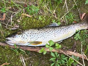 Brown Trout