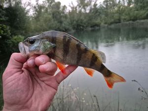 European Perch