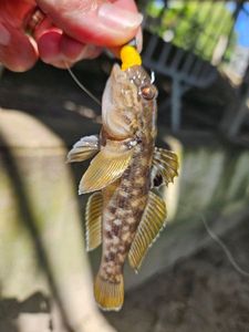 Round Goby
