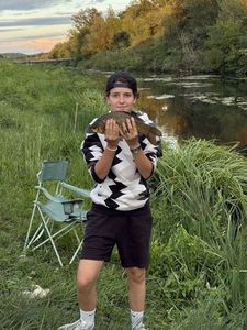 Crucian Carp